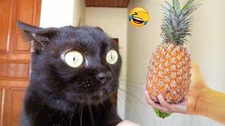 Cuteness Overload  Fresh Funny Cats and Dogs Moments for a Good Laugh  Part 6
