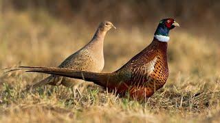 Air Rifle Hunting Harvesting Pheasants