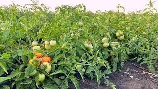 5 самых ранних сортов томата для открытого грунта. Эти сорта созрели первыми