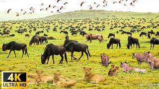 4K African Wildlife  The Worlds Greatest Migration from Tanzania to Kenya With Real Sounds