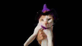 Topi Kucing Rajut ala halloween 