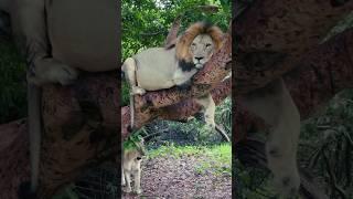 Lion King Fathala Wildlife Reserve Senegal #ytshorts #africa #wildlife #lionking  #shorts #lion