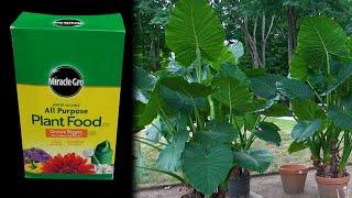 FERTILIZING POTTED PLANTS OUTDOORS  HOW TO FERTILIZE OUTDOOR POTTED PLANTS