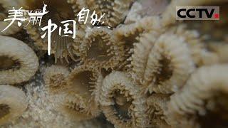 【ENG】看起来无害的海葵竟然是食肉动物？专吃海里的鱼虾《美丽中国自然》北部湾系列【CCTV纪录】