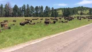 Wildlife Loop Road in Custer State Park