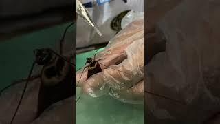 College student doing practical of an insect’s  Biology Practical Voice Ahnaf  HSC 2022  GCC