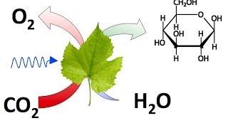 CO2 o Dióxido de Carbono. Conceptos y Experimentos Básicos.