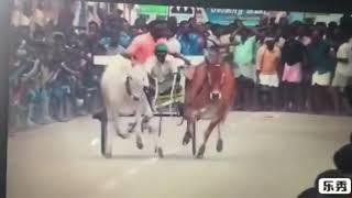 Maas kaatiya rekala bulls rekla race