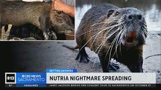 Invasive aquatic rodents known as Nutria spotted in Sacramento County