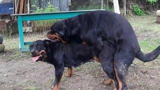 MATING HUGE ROTTWEILERS    ROMANIAN DOGS