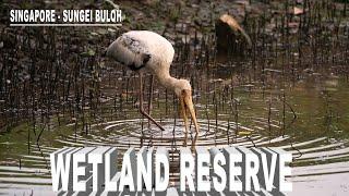 Singapore Sungei Buloh Wetland Reserve