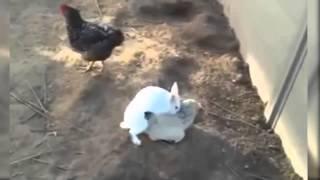 Rabbit Humps Dog and Chicken  