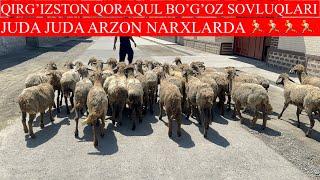 QIRG’IZSTON QORAQUL BO’G’OZ SOVLUQLARI KELDI XASANBOY TEKIN QIVORDI JUDAHAM ARZON NARXDA