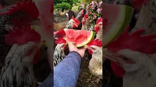 Watermelon-day for the flock #chickens #farming #watermelon #hühnerhaltung #backyardchickens #huhn