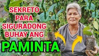 Secret Revealed Paano magpunla ng Paminta na Siguradong mabubuhayHow to plant Black Pepper