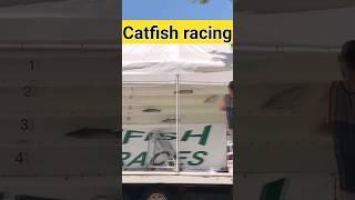 you can bet on catfish races. catfish racing. #fishing #viral #aquarium #fish