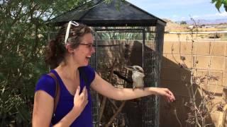 Kookaburra Laughing