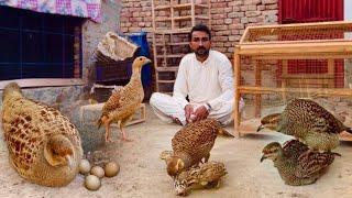 Ground Birds Farming Dakhni Teetar SoundChand Chakor Breeding Farm Hen Hatching Eggs Teetar Eggs