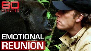 Man and gorillas unforgettable reunion after years apart  60 Minutes Australia