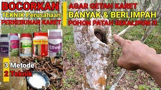 Cara moles karet yang baik dan benar  TIPS DAN TRIK AGAR HASIL KARET MELIMPAH  Ngetrel Karet