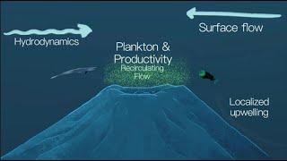 Exploring Midwater Migrations over American Samoan Seamounts  Nautilus Live