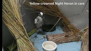 Yellow crowned Night Heron release