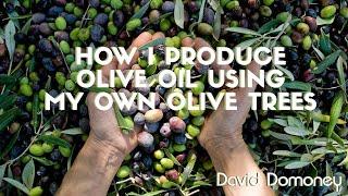 From Tree To Table My Journey Of Making Olive Oil From Scratch