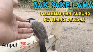 Cara Menjinakkan Burung Kutilang Dewasa ‼️ Begini Solusinya