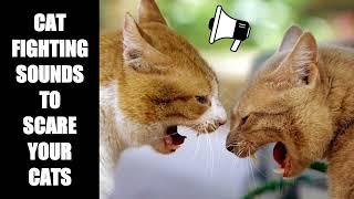 Cat Fighting Sounds to Scare Cats #15