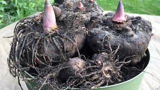 Amorphophallus Konjak  Knolle nach der Winterruhe  wird eingepflanzt