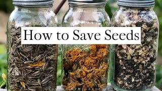 How to SAVE SEEDS Seed saving TIPS and EXAMPLES