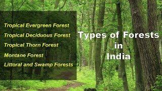 Types of Forests in India - Evergreen Deciduous Thorny Montane Littoral Swamp