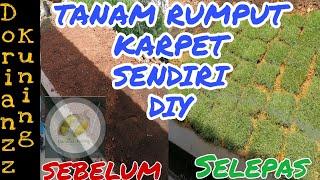 Cara Mudah Tanam Rumput Karpet  Easy way to grow grass 