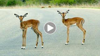 Cute Baby Impala Crossing the Road