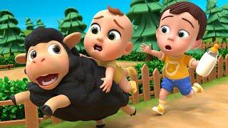 Baa Baa Black Sheep Song  Newborn Baby Songs & Nursery Rhymes