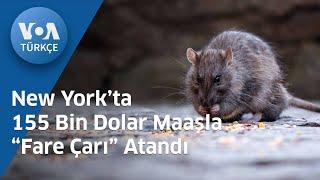 New York’ta 155 Bin Dolar Maaşla “Fare Çarı” Atandı VOA Türkçe