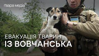 Animal Rescue from Vovchansk How Volunteers Operate  Gwara