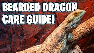 Bearded Dragon Care - Beginners Guide