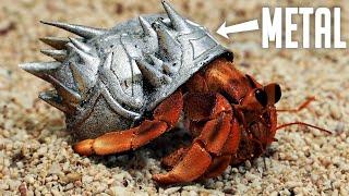 I made hermit crabs armor then released them