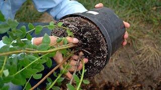 Посадка голубики. Секретный ингредиент. Сорт блюкроп и эллиот