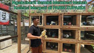 Ngabuburit sambil memberi makan koleksi merpati di FARM ZUPARDI