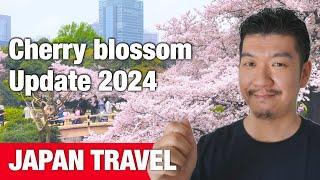 Spring Travel Tips - Japans Cherry blossom Updates 2024