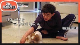 촬영중 무지개 다리를 건넌 남순이...규 제자의 이별 개는 훌륭하다Dogs Are Incredible  KBS 220829 방송