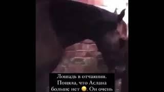 Лошадь в отчаянии  поняла что хозяина больше нету на этом свете 