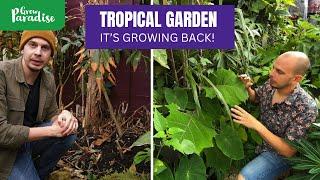 Tropical garden is bouncing back Winter hardy plant ideas.