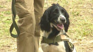 Specially Trained Dogs Join Fight against Ivory Smuggling in Tanzania