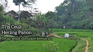 Suasana di Pedesaan Meskipun Jauh ke Kota Tapi di Jamin Enak makan nyenyak tidur