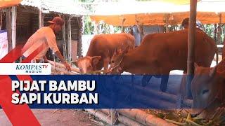 Terapi Pijat Bambu Untuk Kebugaran Sapi Kurban