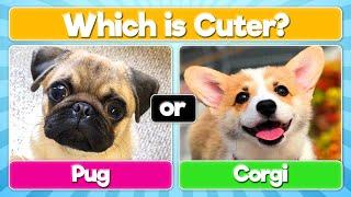 Pick the Cutest Dog  Which Dog is Cuter?