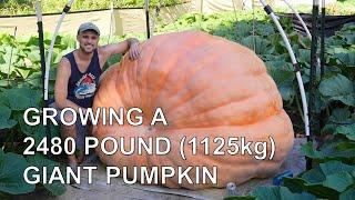 Growing a 2480 pound 1125kg Giant Pumpkin